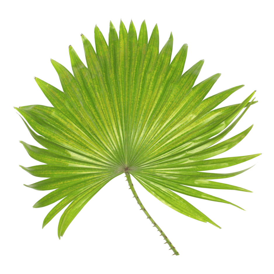 SAW PALMETTO